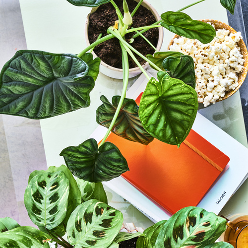 Image of Alocasia dragon_scale