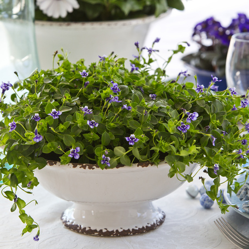 Lindernia_ Lindernia Linderniaceae (11498)