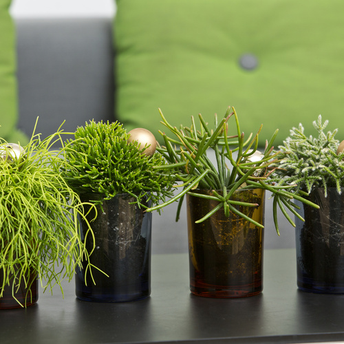 Rhipsalis Cactaceae (13240)