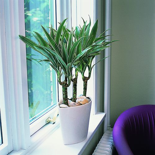 Dracaena Agavaceae (8782)