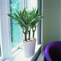 Image of Dracaena deremensis