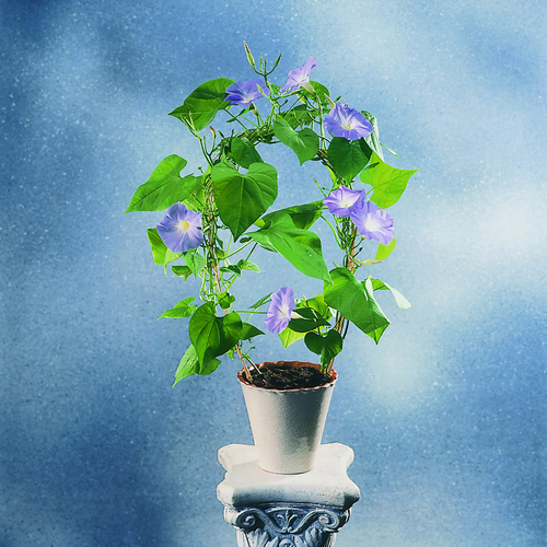 Image of Ipomoea 