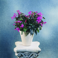 922a-pseuderanthe.tif