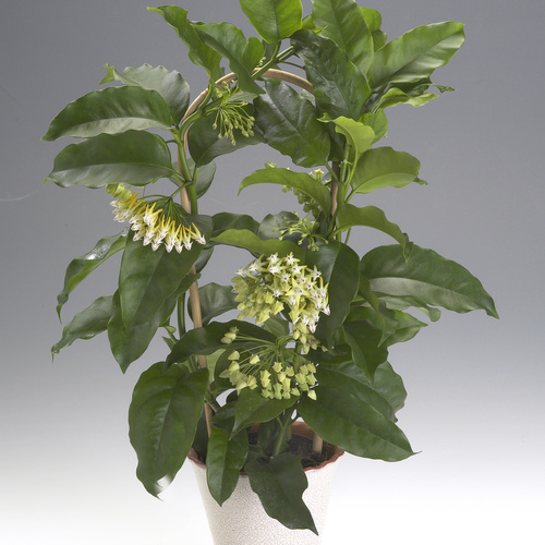 Hoya multiflora Image of Hoya multiflora