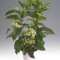 Hoya multiflora.jpg
