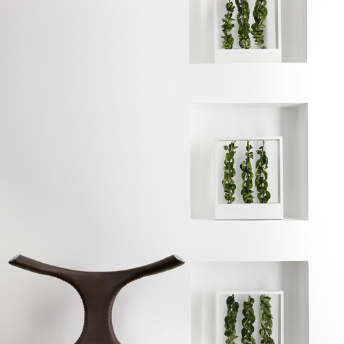 Hoya Asclepiadaceae (10356)