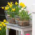 Tulipa_-_Narcissus_pseudonarcissus__1890.jpg