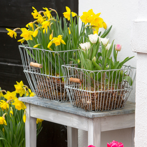 Tulipa Liliaceae (15158)