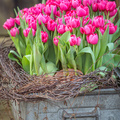 Tulipa_3110.jpg