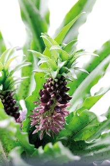 Eucomis Hyacinthaceae (8986)
