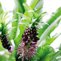 Image of Eucomis comosa