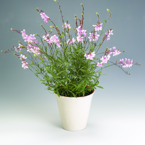 Gaura Onagraceae (9705)