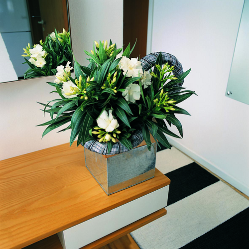 2961d nerium Nerium Apocynaceae (11886)