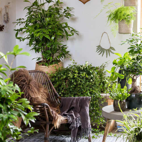 Hedera helix Luftrensere Hedera Araliaceae (65212)