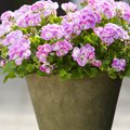 Image of Pelargonium grandiflorum Tip Top