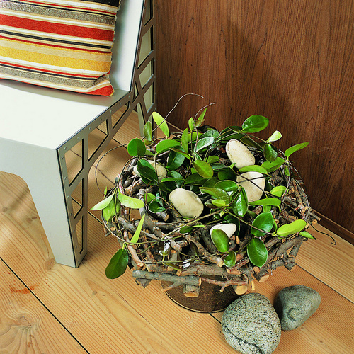 Hoya Asclepiadaceae (10363)