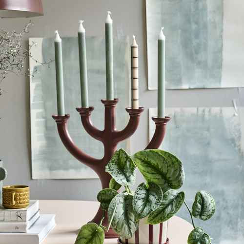 Philodendron Araceae (442067)