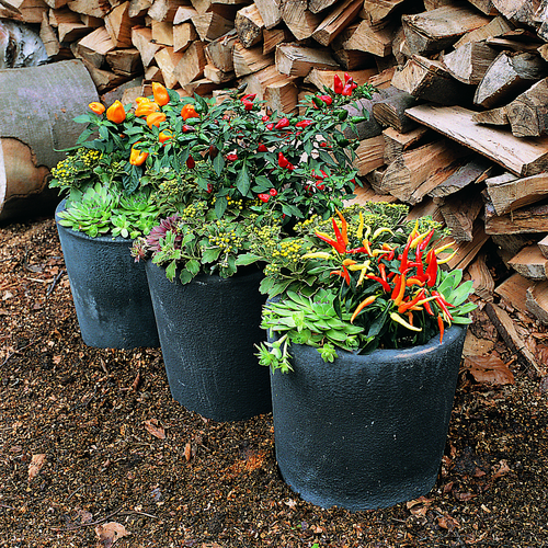 efteraar6 20042 Ajania Compositae (6377)