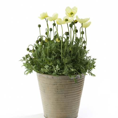 Papaver Papaveraceae (12195)