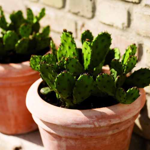 Image of Cactus opuntia