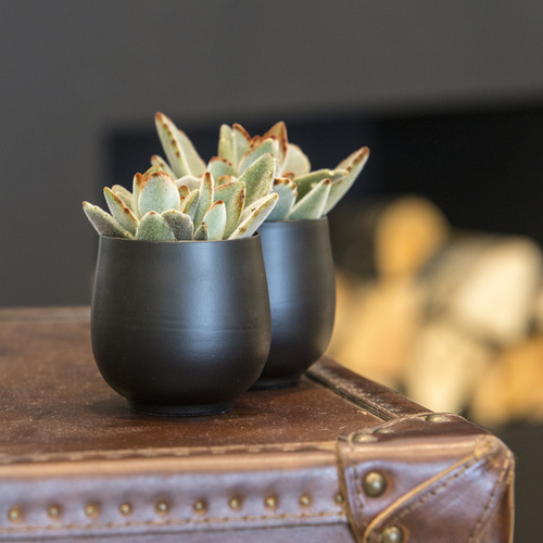 Image of Kalanchoe tomentosa