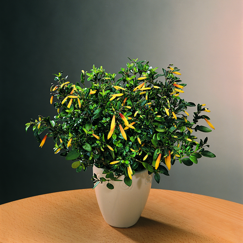 Image of Jacobinia pauciflora