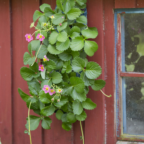 Image of Fragaria vesca