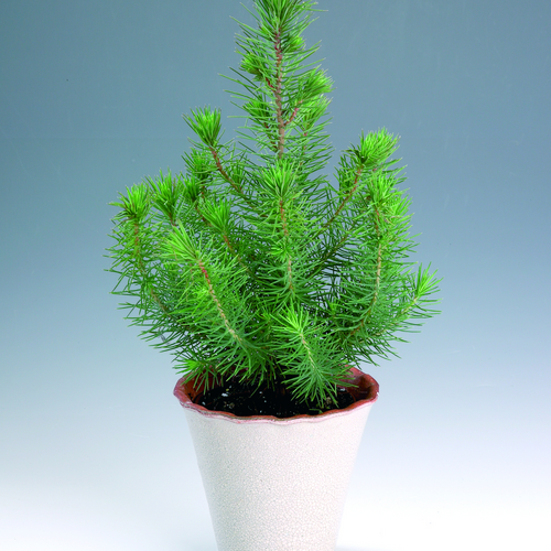 pinus pinea Pinus Pinaceae (12840)