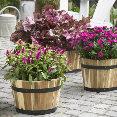 Celosia Amaranthaceae (7869)