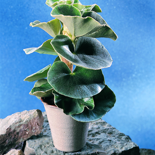 Image of Begonia venosa