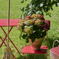 Image of Hydrangea macrophylla