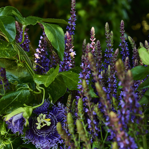 Image of Salvia nemorosa