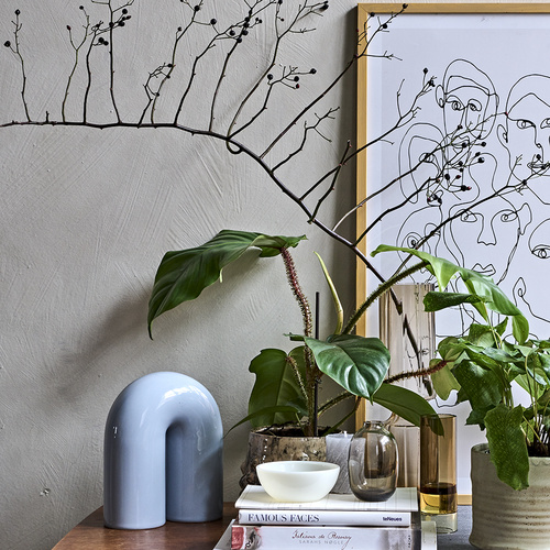 Philodendron Araceae (396430)