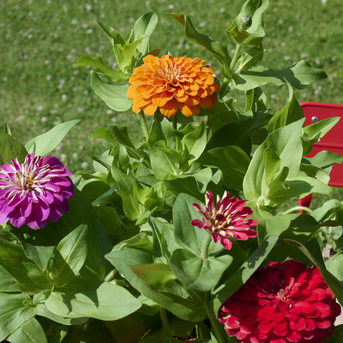 Zinnia Compositae (442621)