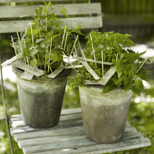 Labour lust krydderurter stol F Petroselinum Apiaceae (12535)