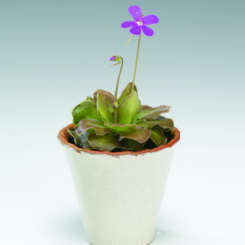 Image of Pinguicula weser