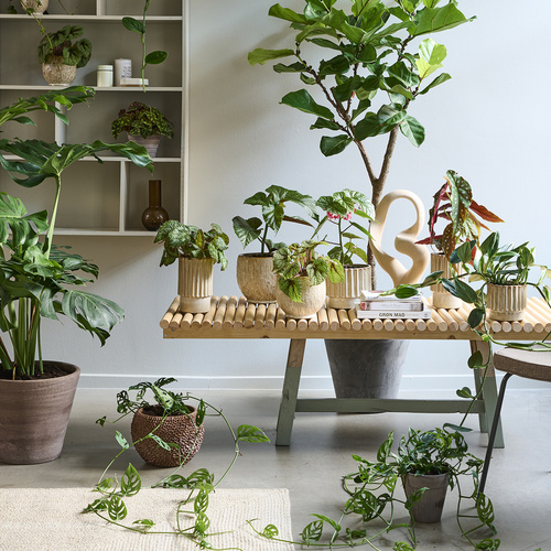 Image of Begonia bowerae