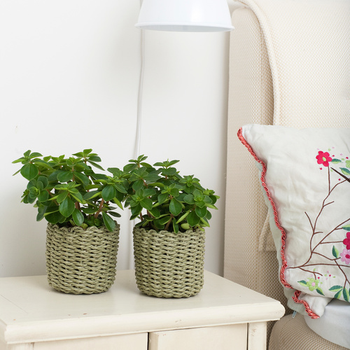 Image of Peperomia pulchella