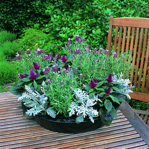 Image of Celosia argentea