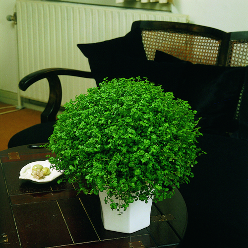 3391-soleirolia sol Image of Soleirolia soleirolii