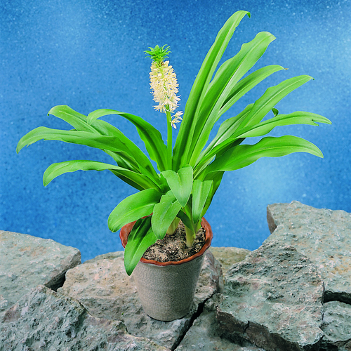 Eucomis Liliaceae (8987)