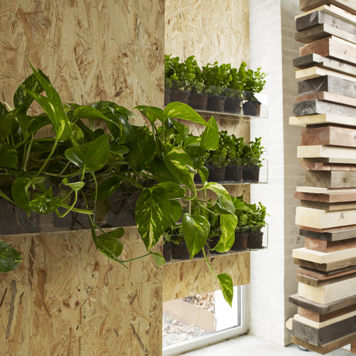 Epipremnum Araceae (8937)