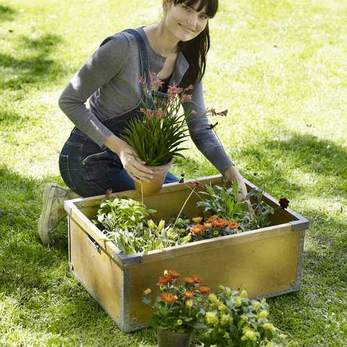 Beloperone Acanthaceae (7135)