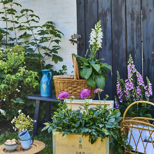 Image of Digitalis grandiflora