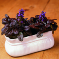 Image of Ajuga reptans