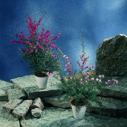 Leptospermum Myrtaceae (11464)