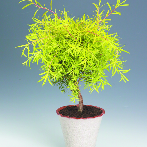 Image of Melaleuca bracteata