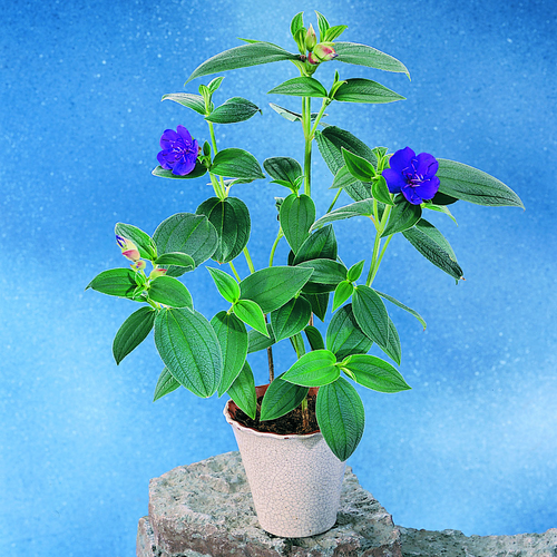 Image of Tibouchina semidecandra