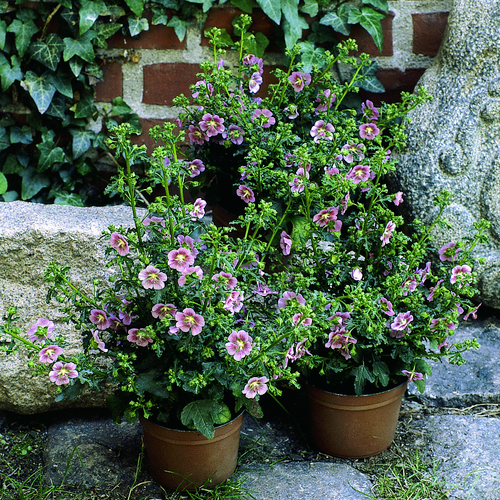 Anisodontea Malvaceae (6523)