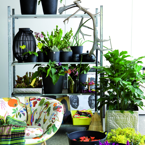 Celosia Amaranthaceae (7882)